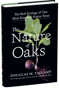 Tallamy - oaks